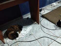 Lost Female Cat last seen Rua Carlos Alberto Bull, jardim monte verde, Jardim Monte Verde, SP 13348-873