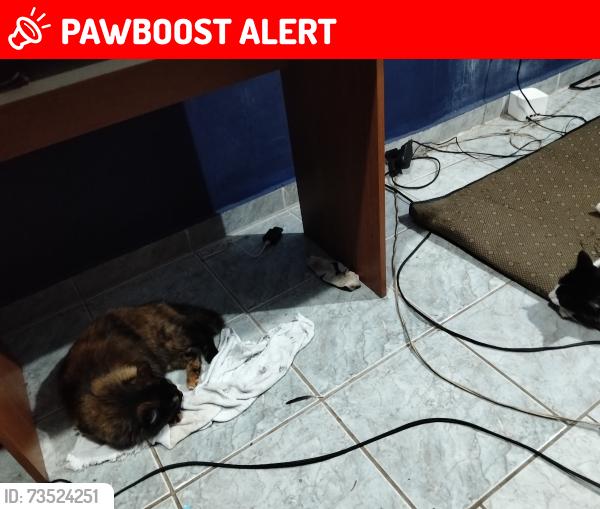Lost Female Cat last seen Rua Carlos Alberto Bull, jardim monte verde, Jardim Monte Verde, SP 13348-873