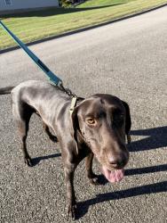 Reunited Male Dog last seen Spring Hill Villas/Spring Park Rd, Knoxville, TN 37914