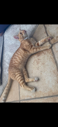 Reunited Unknown Cat last seen Shadowridge, by RBV highschool, Vista, CA 92081