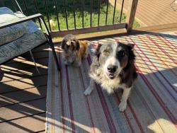 Found/Stray Unknown Dog last seen Smythe Ave and Stevenson St, Greenville, SC 29605