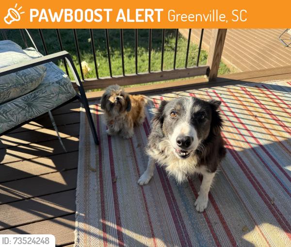 Found/Stray Unknown Dog last seen Smythe Ave and Stevenson St, Greenville, SC 29605