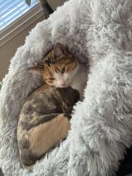 Lost Female Cat last seen Clover Hill Lane & Dandelion Drive, Cedar Hill, TX 75104