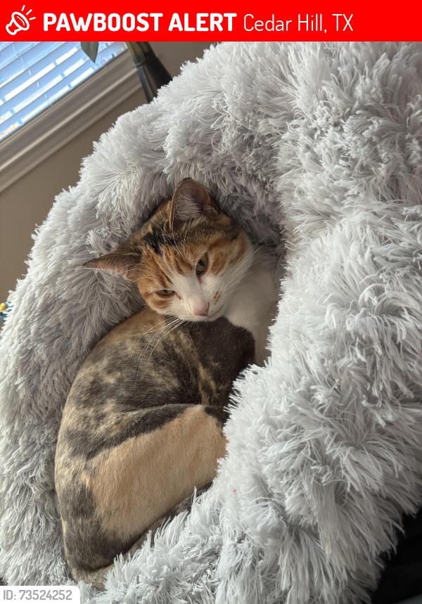 Lost Female Cat last seen Clover Hill Lane & Dandelion Drive, Cedar Hill, TX 75104