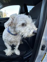 Reunited Male Dog last seen Kroger, Barboursville, WV 25504