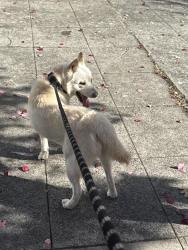 Found/Stray Male Dog last seen NE 47th St and 2nd Ave, Seattle, WA 98105