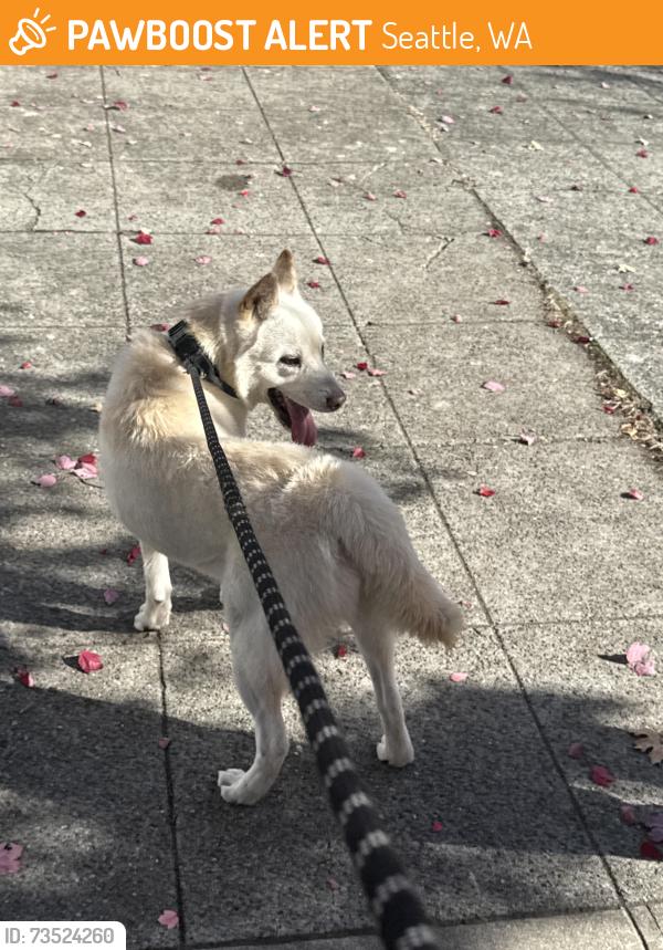 Found/Stray Male Dog last seen NE 47th St and 2nd Ave, Seattle, WA 98105