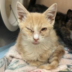 Shelter Stray Male Cat last seen , 5570 Sturmer Park Cir, Winston-Salem, NC 27105, USA