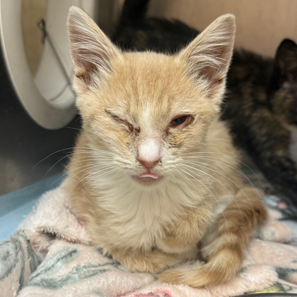 Shelter Stray Male Cat last seen , 5570 Sturmer Park Cir, Winston-Salem, NC 27105, USA