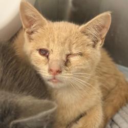Shelter Stray Male Cat last seen , 5570 Sturmer Park Cir, Winston-Salem, NC 27105, USA