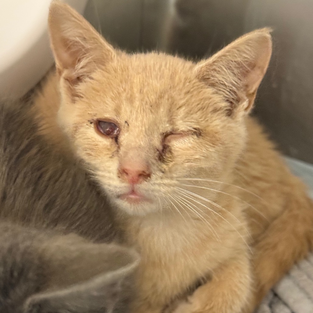 Shelter Stray Male Cat last seen , 5570 Sturmer Park Cir, Winston-Salem, NC 27105, USA