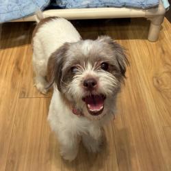 Shelter Stray Female Dog last seen , Animal Care & Control Team of Philly, 111 W Hunting Park Ave, Philadelphia, PA 19140, USA