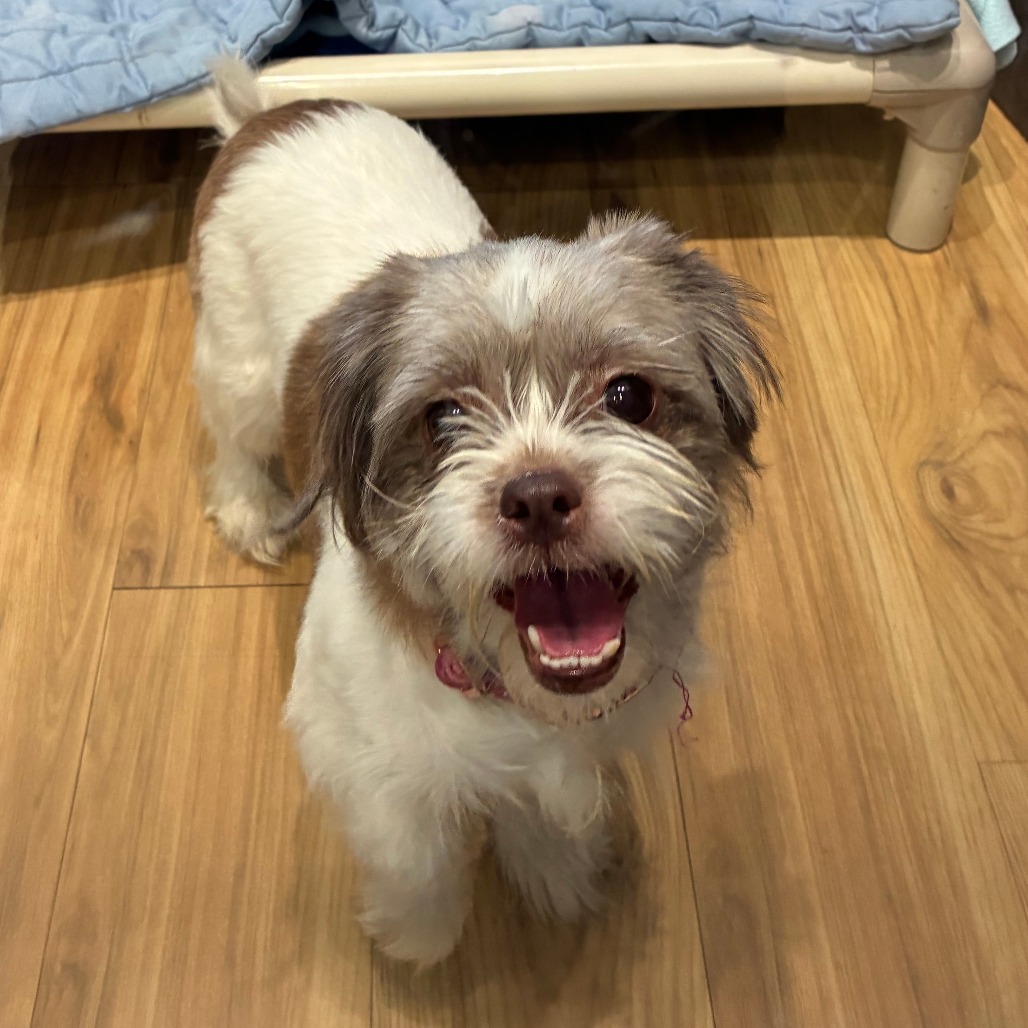 Shelter Stray Female Dog last seen , Animal Care & Control Team of Philly, 111 W Hunting Park Ave, Philadelphia, PA 19140, USA