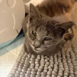 Shelter Stray Female Cat last seen , 5570 Sturmer Park Cir, Winston-Salem, NC 27105, USA