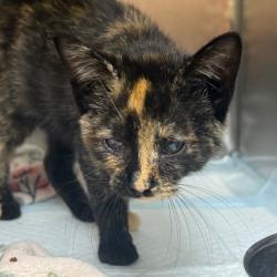 Shelter Stray Female Cat last seen , 5570 Sturmer Park Cir, Winston-Salem, NC 27105, USA