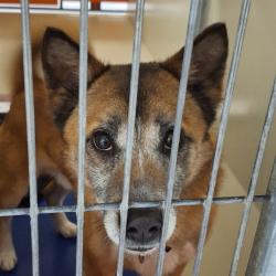 Shelter Stray Male Dog last seen , Animal Care & Control Team of Philly, 111 W Hunting Park Ave, Philadelphia, PA 19140, USA