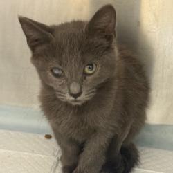 Shelter Stray Male Cat last seen , 5570 Sturmer Park Cir, Winston-Salem, NC 27105, USA