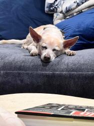 Lost Male Dog last seen Linda dr and Robert road, Torrance, CA 90505