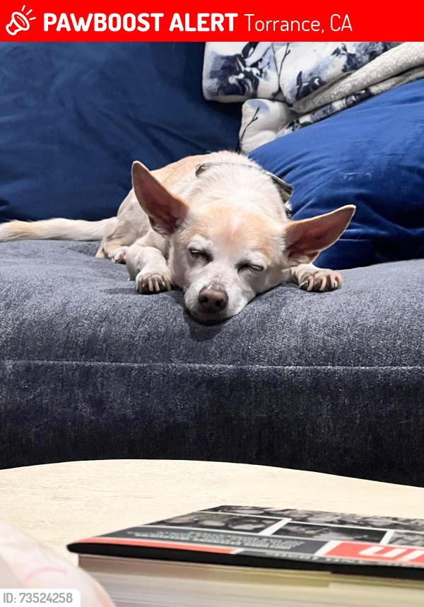 Lost Male Dog last seen Linda dr and Robert road, Torrance, CA 90505