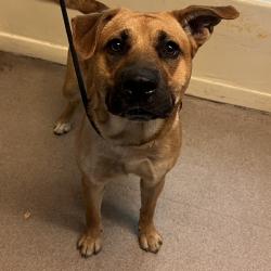 Shelter Stray Male Dog last seen , 361 S Raymond Ave, Pasadena, CA 91105, USA