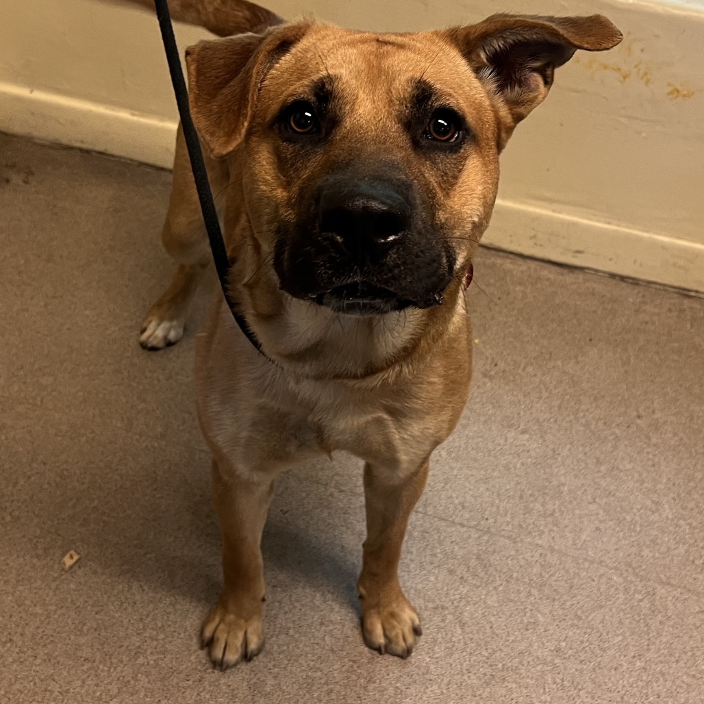 Shelter Stray Male Dog last seen , 361 S Raymond Ave, Pasadena, CA 91105, USA