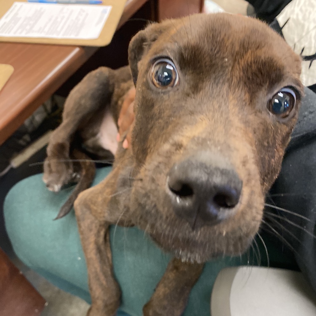 Shelter Stray Male Dog last seen , 2350 Appling City Cove, Memphis, TN 38133, USA