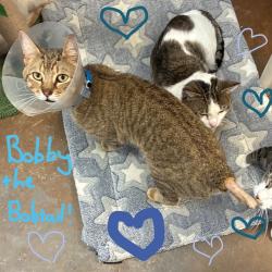 Shelter Stray Male Cat last seen , 2350 Appling City Cove, Memphis, TN 38133, USA