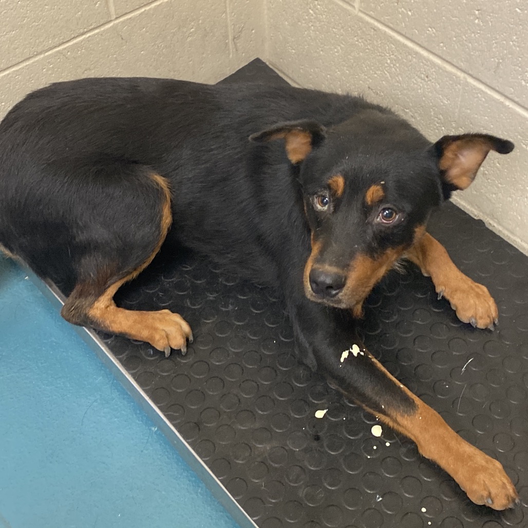 Shelter Stray Male Dog last seen , 2350 Appling City Cove, Memphis, TN 38133, USA