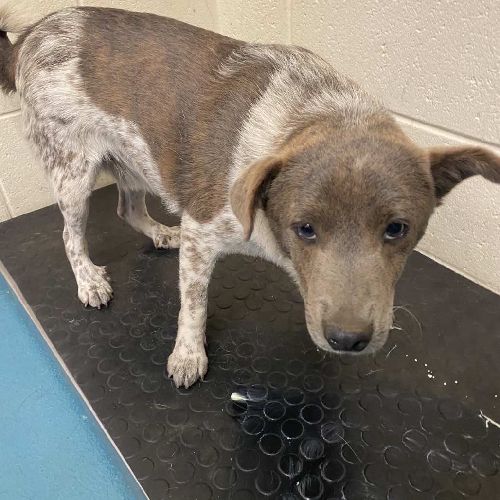 Shelter Stray Male Dog last seen , 2350 Appling City Cove, Memphis, TN 38133, USA