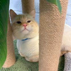 Shelter Stray Male Cat last seen , 2350 Appling City Cove, Memphis, TN 38133, USA
