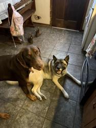 Reunited Male Dog last seen Gowan rd and Holly springs, Near Blackwell’s/MS farm, Inman SC, Spartanburg County, SC 29349