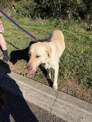 Reunited Male Dog last seen Spring Hill Villas/Spring Park Rd, Knoxville, TN 37914