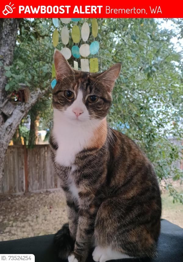 Lost Female Cat last seen Holly Road, Bremerton, WA 98312