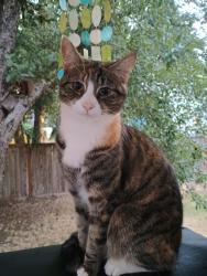 Lost Female Cat last seen Holly Road, Bremerton, WA 98312