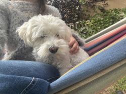 Reunited Male Dog last seen Near cinnamon ridge drive, Provo, UT 84606