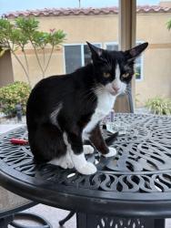 Lost Female Cat last seen Washington, Country Club, Palm Desert, CA 92211