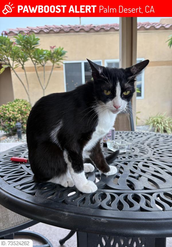 Lost Female Cat last seen Washington, Country Club, Palm Desert, CA 92211