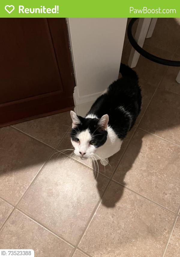 Reunited Male Cat last seen Near Canmorre Ct, Fayetteville, NC 28306, USA, Fayetteville, NC 28306