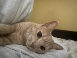Lost Female Cat last seen park, Salinas, CA 93905