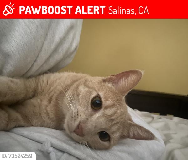 Lost Female Cat last seen park, Salinas, CA 93905
