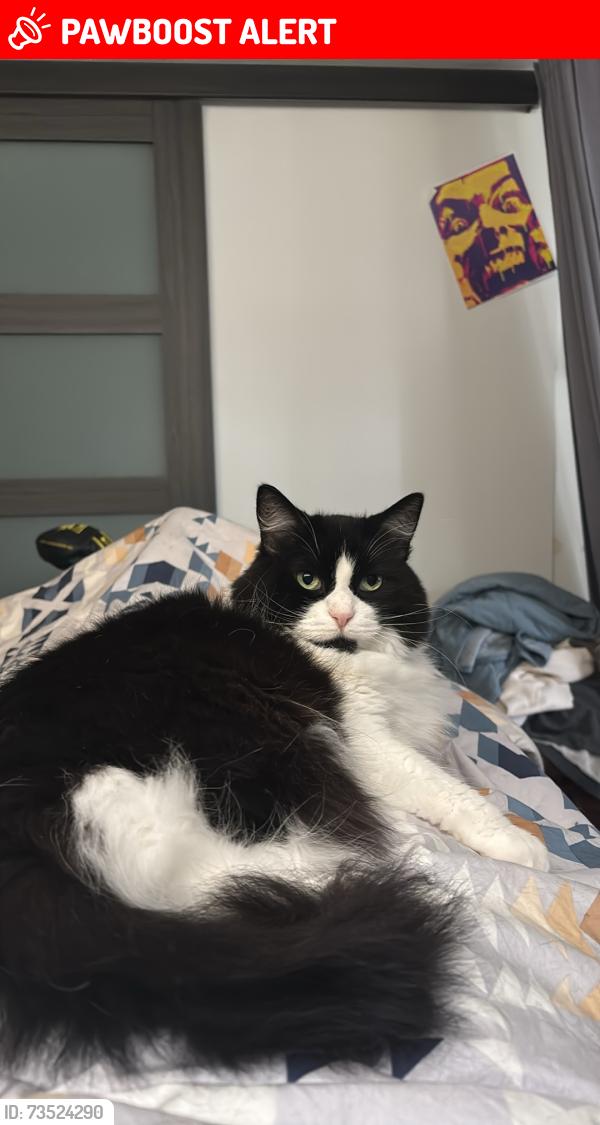 Lost Female Cat last seen Between Highman and glenview ave, Cambridge, ON N1R 2W6