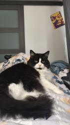 Lost Female Cat last seen Between Highman and glenview ave, Cambridge, ON N1R 2W6