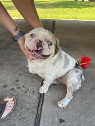 Reunited Male Dog last seen Nelson Court, Jones Creek - The Terrace Subdivision, Jones Creek, TX 77541