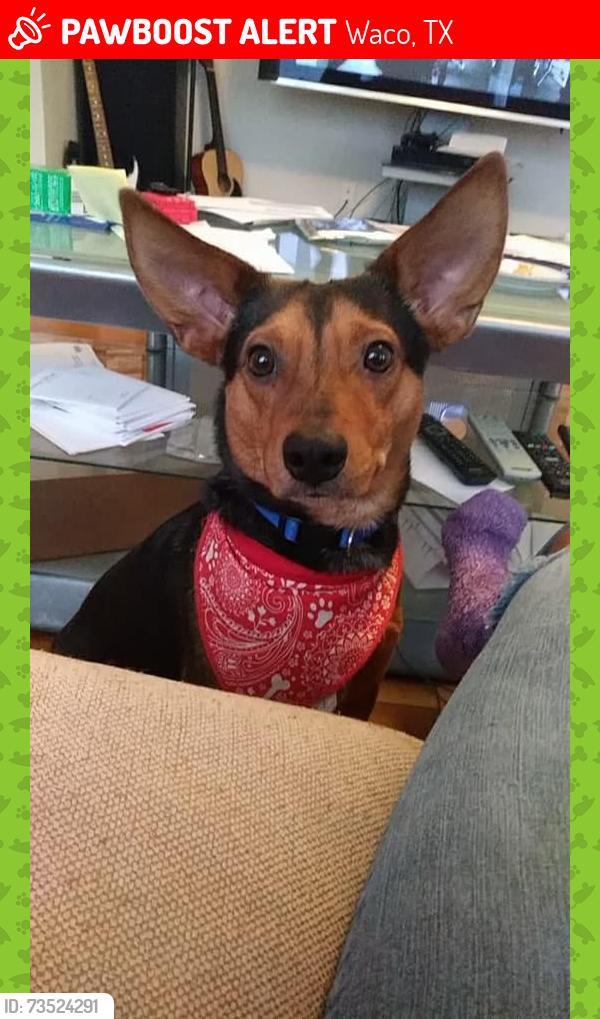 Lost Male Dog last seen Near Tuscany Dr, Waco, TX 76712, Waco, TX 76712