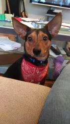 Lost Male Dog last seen Near Tuscany Dr, Waco, TX 76712, Waco, TX 76712