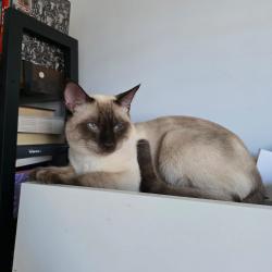 Lost Male Cat last seen Near Mirando Street, Richmond Hill, ON L4S 2W8