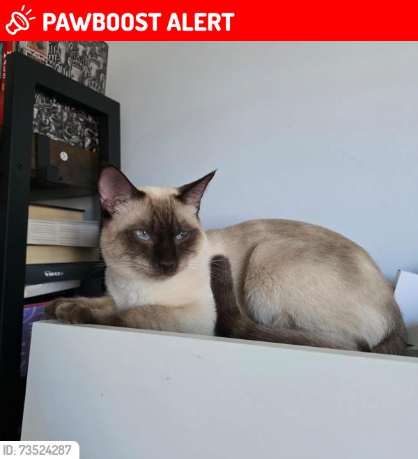Lost Male Cat last seen Near Mirando Street, Richmond Hill, ON L4S 2W8