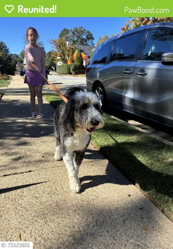 Reunited Female Dog last seen Lanneau Drive, Greenville, SC 29605