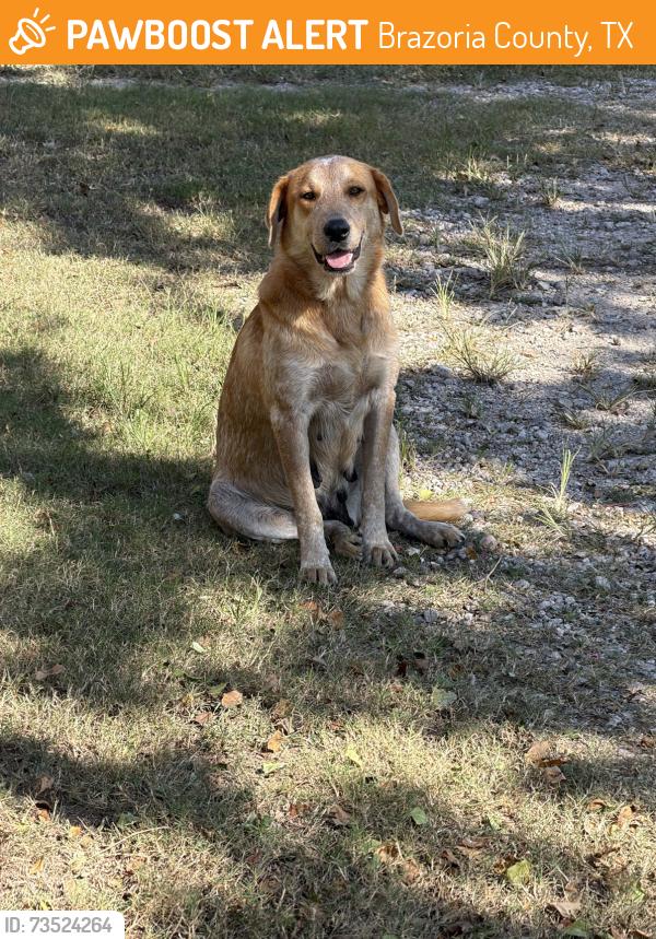 Found/Stray Female Dog last seen CR 595, Brazoria County, TX 77515