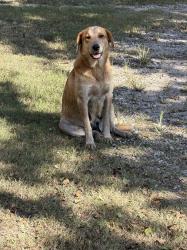 Found/Stray Female Dog last seen CR 595, Brazoria County, TX 77515
